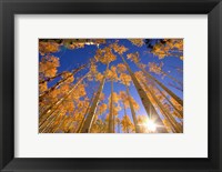 Framed Winter Aspens