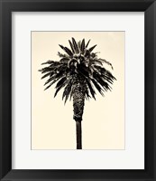 Framed Palm Tree 1996 (Tan)