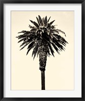 Framed Palm Tree 1996 (Tan)