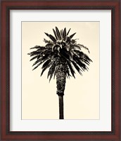 Framed Palm Tree 1996 (Tan)