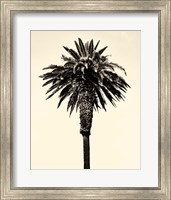 Framed Palm Tree 1996 (Tan)