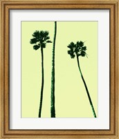 Framed Palm Trees 2000 (Cyan)