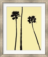 Framed Palm Trees 2000 (Yellow)