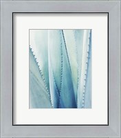 Framed 'Pale Blue Agave No. 1' border=