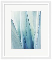 Framed 'Pale Blue Agave No. 1' border=