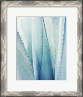 Framed Pale Blue Agave No. 1