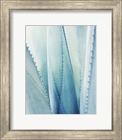 Framed Pale Blue Agave No. 1