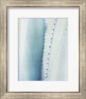 Framed Pale Blue Agave No. 2