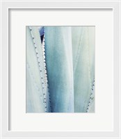 Framed 'Pale Blue Agave No. 3' border=