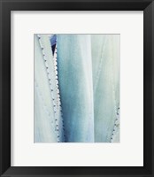 Framed 'Pale Blue Agave No. 3' border=