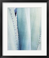 Framed Pale Blue Agave No. 3