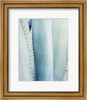 Framed Pale Blue Agave No. 3