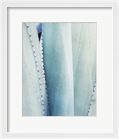 Framed Pale Blue Agave No. 3