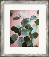 Framed Sage Eucalyptus No. 1