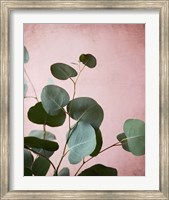 Framed Sage Eucalyptus No. 2