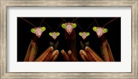 Framed Praying Mantis: Family Portrait