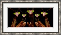 Framed Praying Mantis: Family Portrait