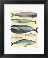 Framed Whales