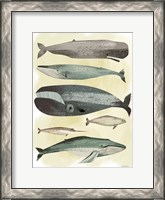 Framed Whales