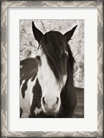 Framed Pale Eyed Stallion