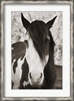 Framed Pale Eyed Stallion