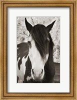 Framed Pale Eyed Stallion