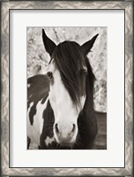 Framed Pale Eyed Stallion