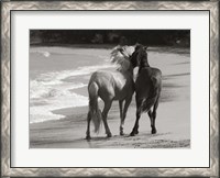Framed Young Mustangs on Beach