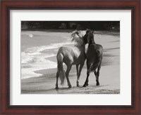 Framed Young Mustangs on Beach