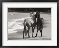 Framed Young Mustangs on Beach