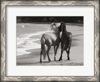 Framed Young Mustangs on Beach