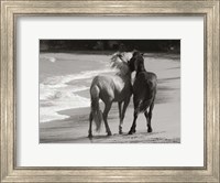 Framed Young Mustangs on Beach