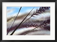 Framed Grasses No. 8