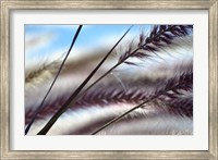 Framed Grasses No. 8
