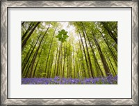 Framed Hallerbos