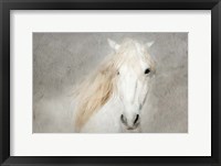 Framed Stallion Face