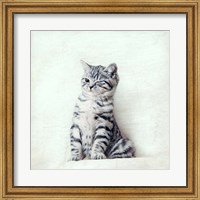 Framed Cat Winks