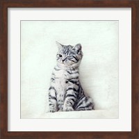 Framed Cat Winks