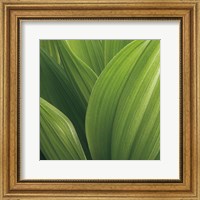 Framed Corn Lily