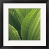 Framed Corn Lily