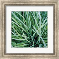Framed Grass with Morning Dew