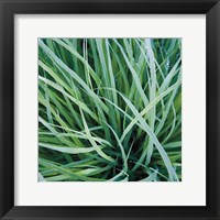 Framed Grass with Morning Dew