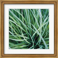 Framed Grass with Morning Dew