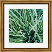 Framed Grass with Morning Dew