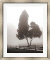 Framed Cedar Tree and Fence