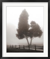 Framed Cedar Tree and Fence