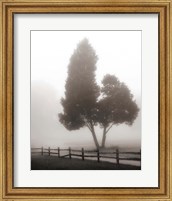 Framed Cedar Tree and Fence