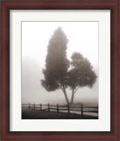 Framed Cedar Tree and Fence