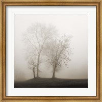 Framed Four Trees in Fog