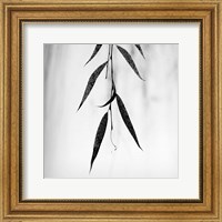 Framed Willow Print No. 2